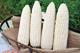 White Corn