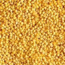 Yellow Millet